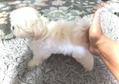 Maltese Terrier Dünya güzeli bebeklerimiz